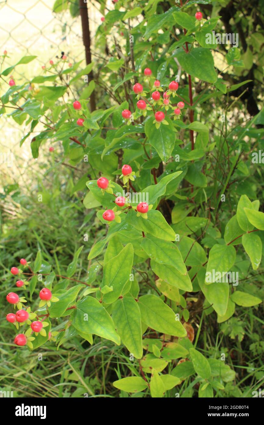 Hypericum x inodorum 'Magical Red' with pinkie red berries Stock Photo