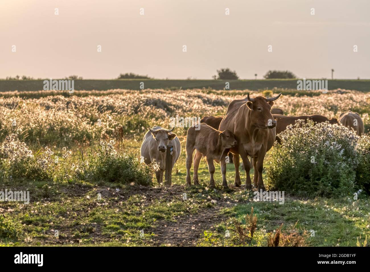 Cow with calf on freshwater grazing marshes on east shores of the Wash.  Conservation grazing animals in summer's evening sunlight. Stock Photo