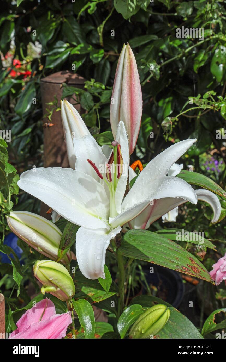White Lily in garden, Lilium Casa Blanca stunning in the sunshine after the rain Stock Photo