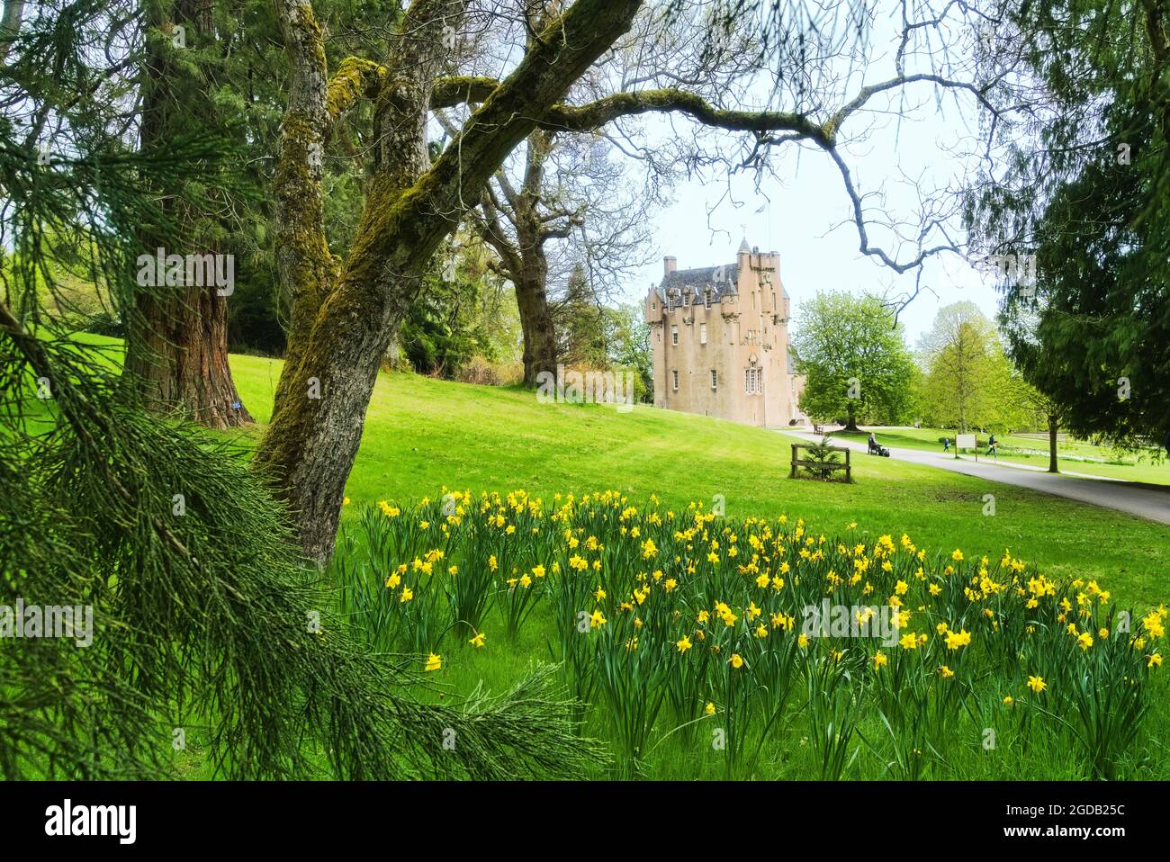 Spring colours Royal Deeside, Crathes Castle Royal Deeside, daffodils