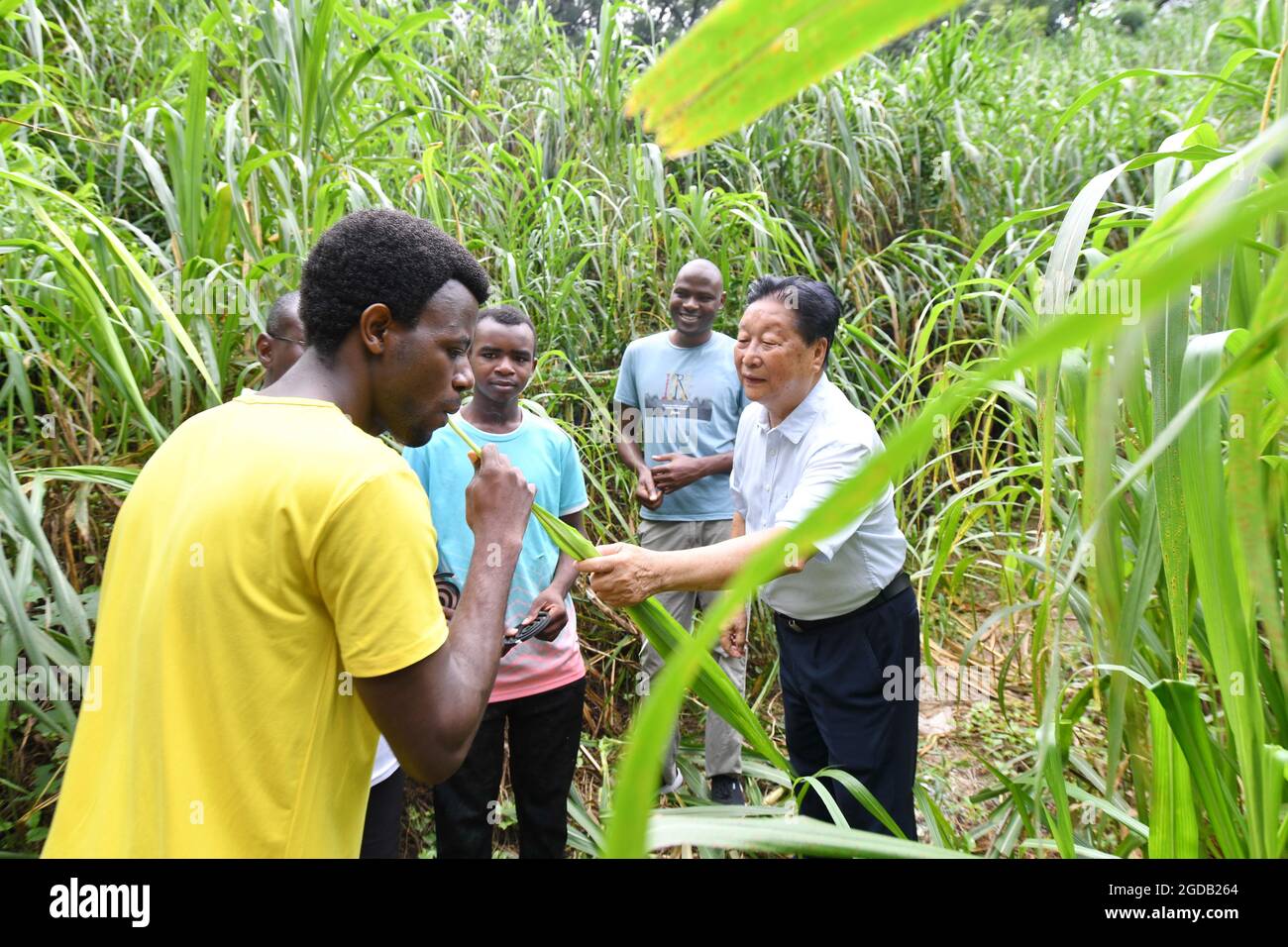 (210812) -- FUZHOU, Aug. 12, 2021 (Xinhua) -- Rwandan student Obed Niyimbabazi (1st L) tastes tender Juncao grass in Fuzhou, southeast China's Fujian Province, Aug. 12, 2021.  China has shared the agricultural technology with over 100 countries. Its use can help increase local income through low-cost mushroom cultivation and contain desertification.   Fujian Agriculture and Forestry University has trained many experts of Juncao technology for African countries since it established the National Engineering Research Center of Juncao. (Xinhua/Lin Shanchuan) Stock Photo