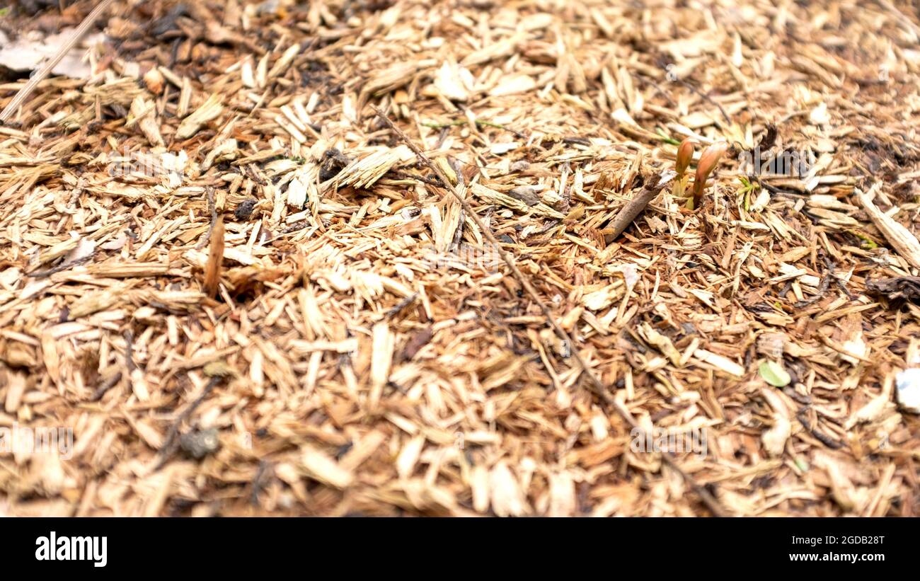 Bark and wood chips for ground cover to prevent weeds Stock Photo Alamy
