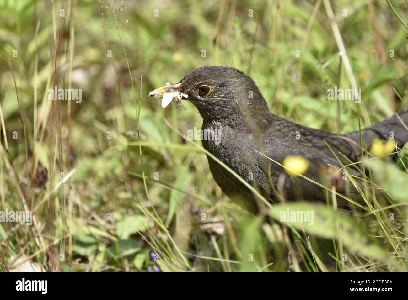 Close-Up of Male 1st Year Common Blackbird (Turdus merula) on Woodland Floor, in Left-Profile, with White Butterfly in Beak in August in Wales, UK Stock Photo