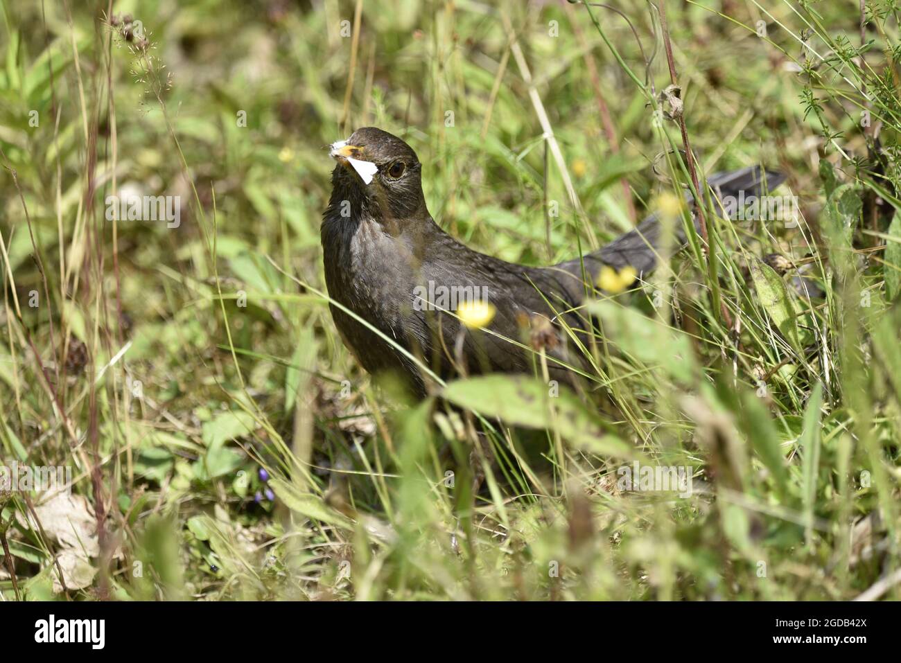 Close-Up Portrait of a First Year Male Common Blackbird (Turdus merula) Facing Camera with a White Butterfly in Its Beak in Mid-Wales in Summer Stock Photo