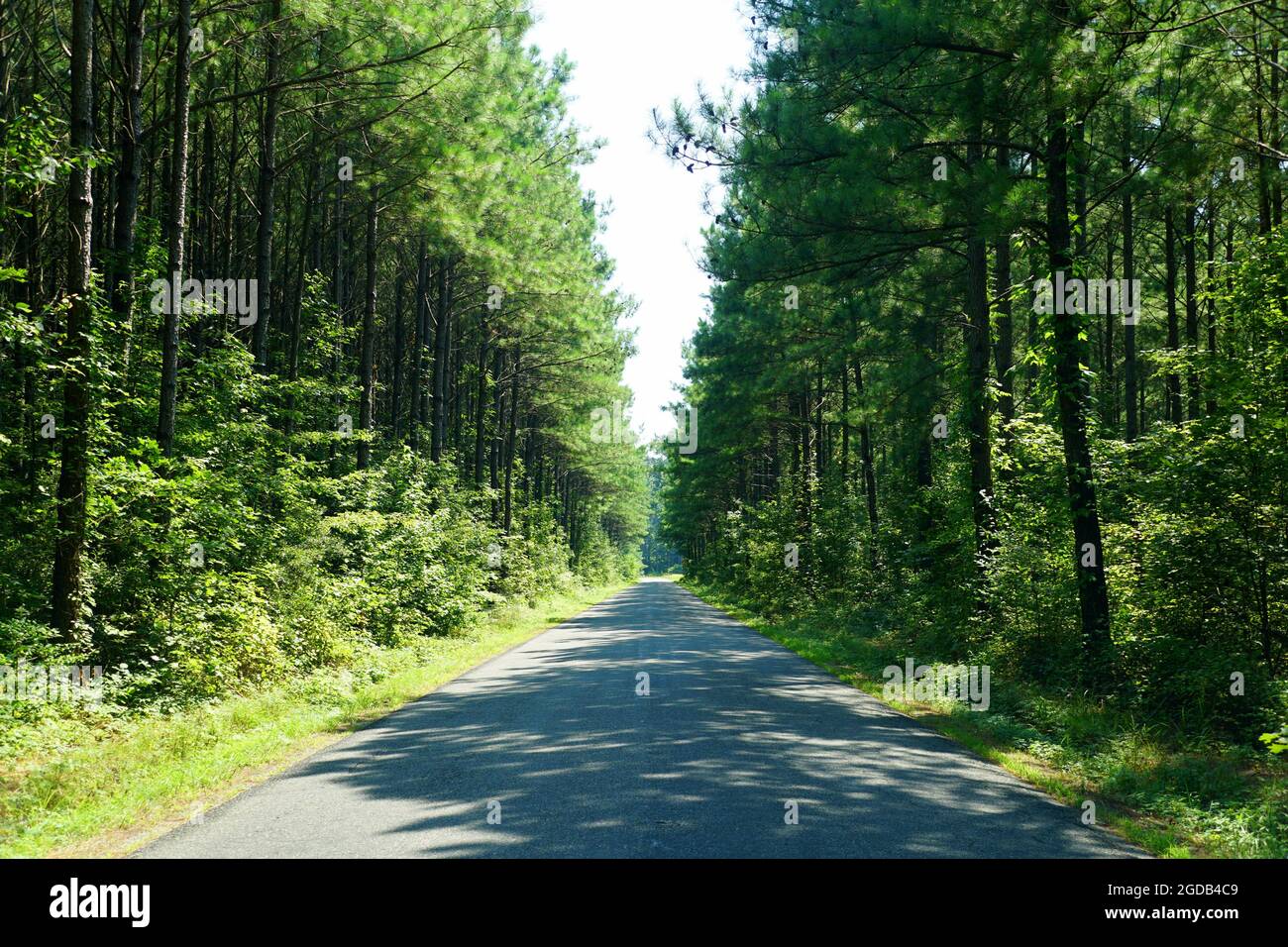 an-empty-road-with-tall-pine-trees-near-kinsale-virginia-u-s-a-stock