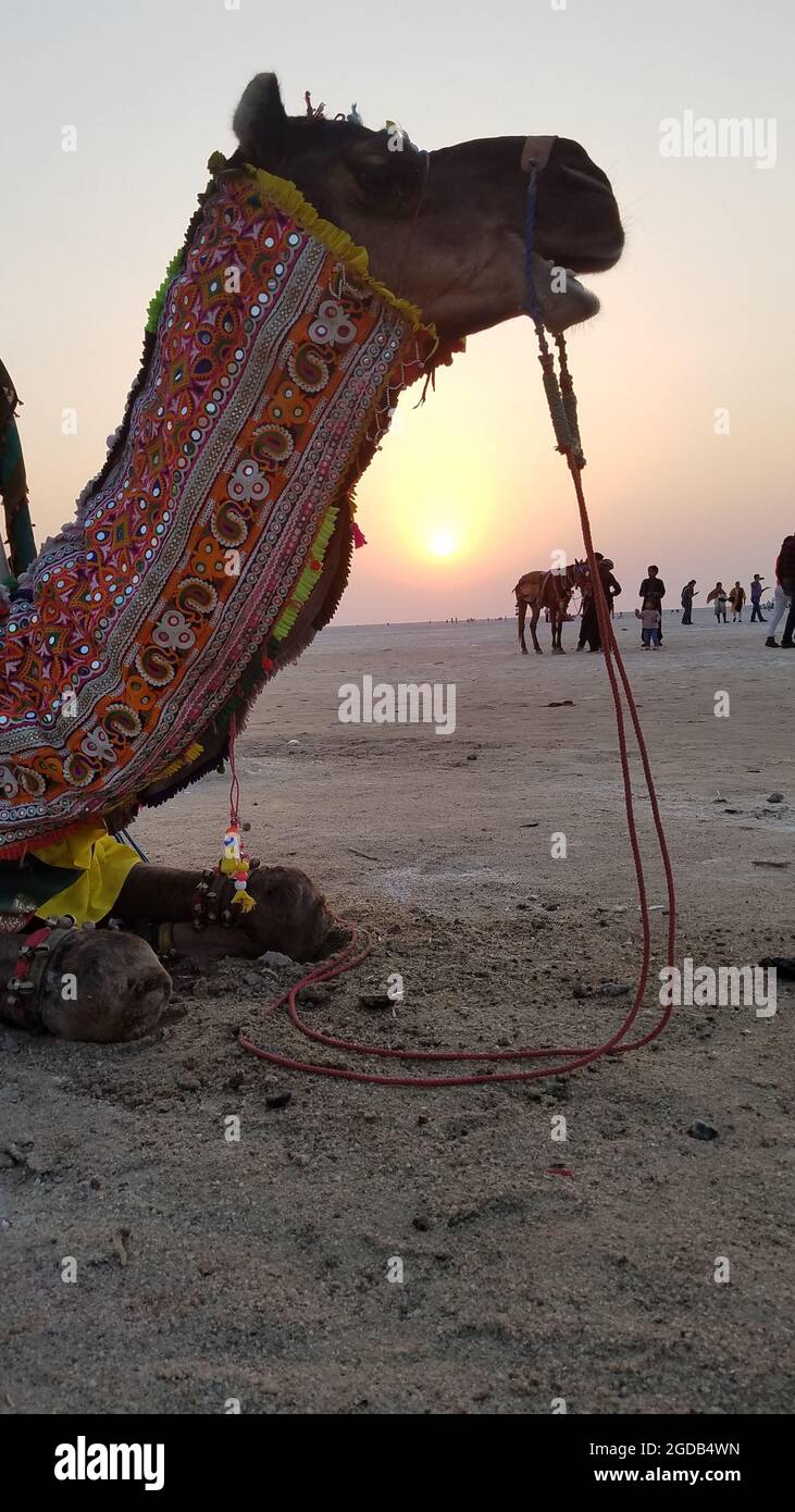 Kacch Che Ran Rann of kacch hi-res stock photography and images - Alamy