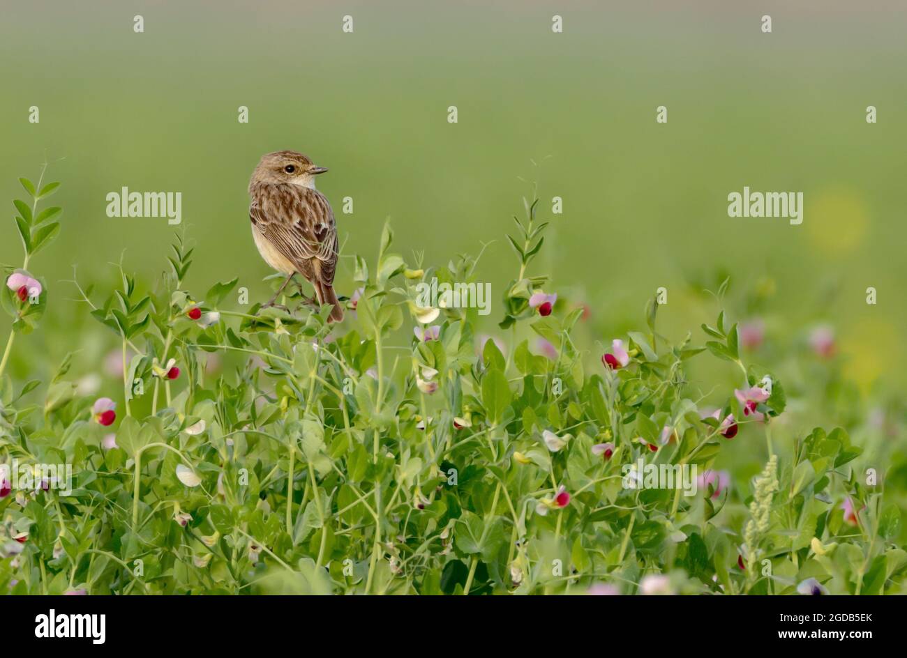 Female white tailed stonechat In the middle of the flower. Stock Photo