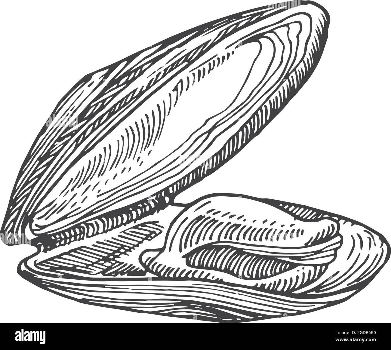Hand Drawn Open Mussel Shell Vector Illustration. Abstract Seafood