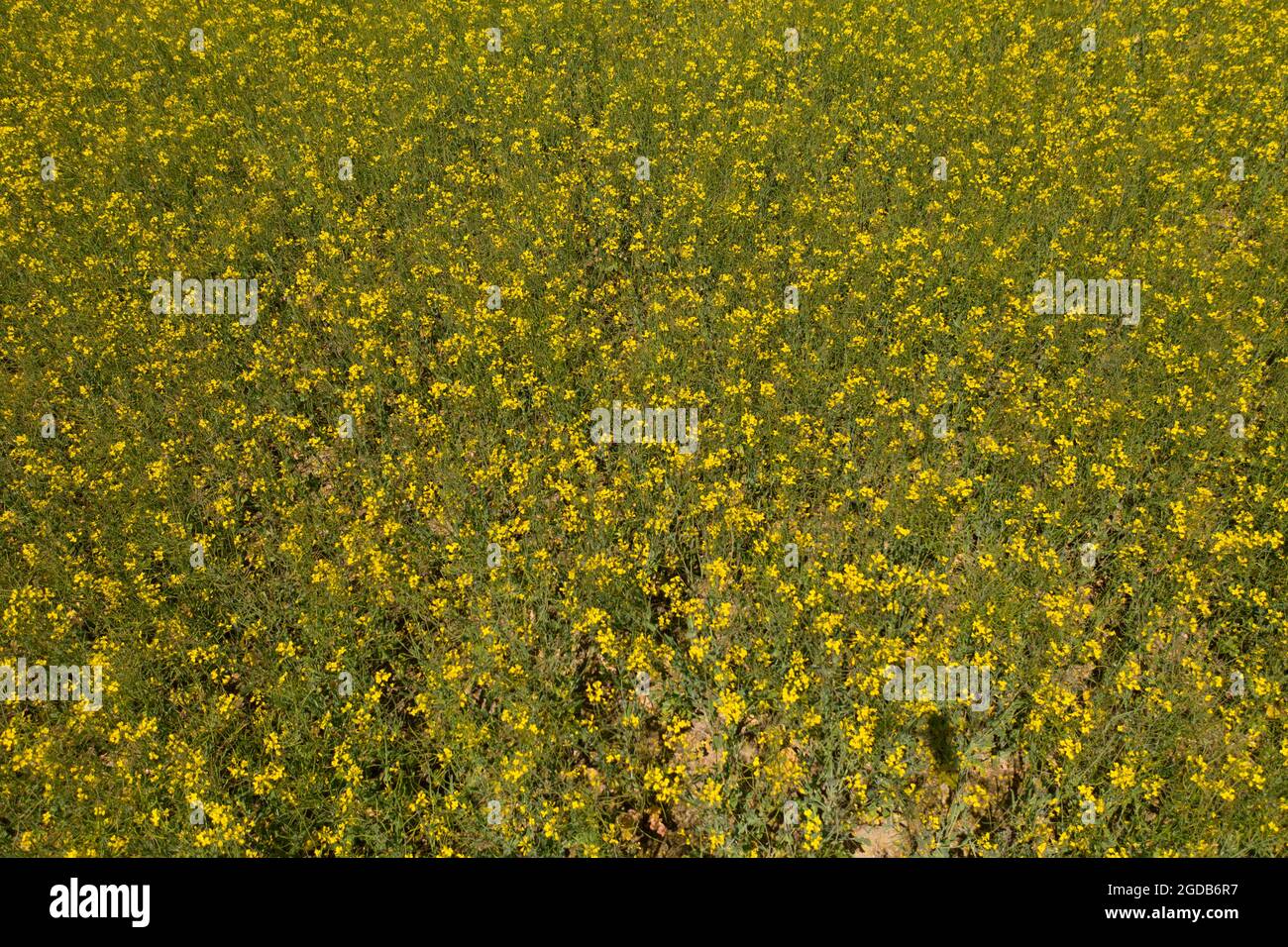Aerial View of rapeseed field Stock Photo