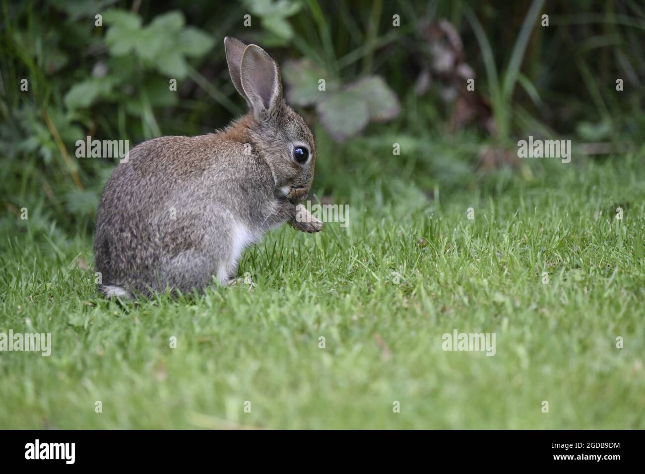 Close-Up Right-Profile Full-Body Portrait of a Juvenile Wild Rabbit (Oryctolagus cuniculus) Sitting on Hind Legs, Washing Right Paw, Left of Frame Stock Photo