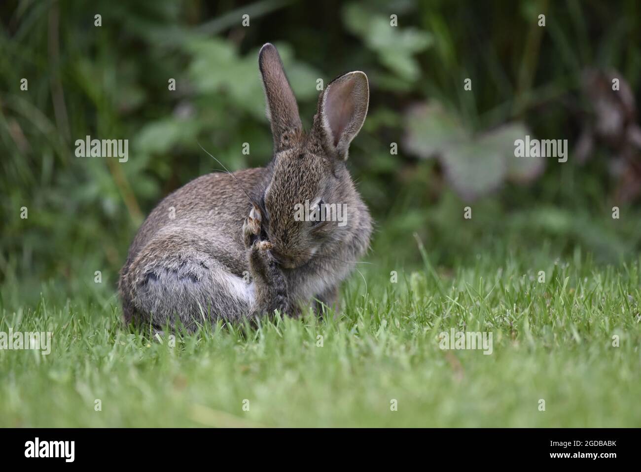 Close-Up Portrait of a Juvenile Wild Rabbit (Oryctolagus cuniculus) Facing the Camera, Washing Whilst Sat on Grass with Hedge in the Background in UK Stock Photo