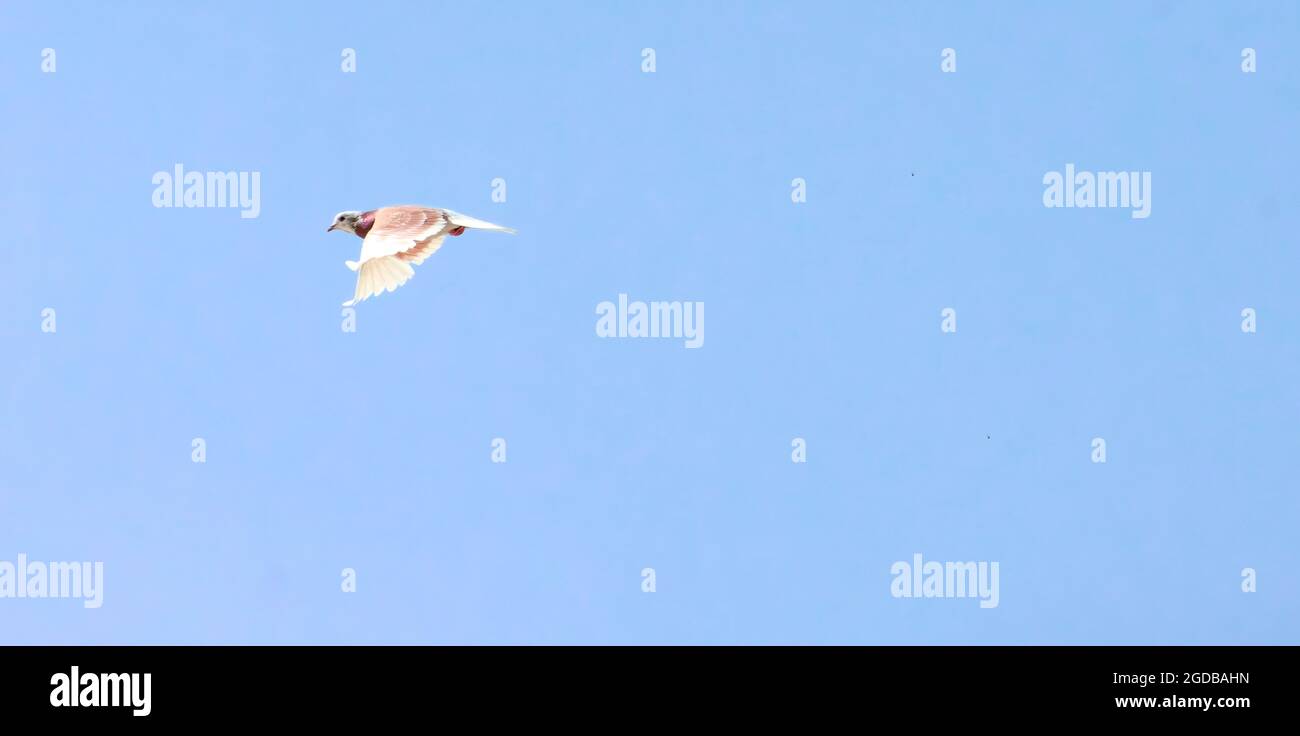 flying white dove isolated on blue sky Stock Photo - Alamy