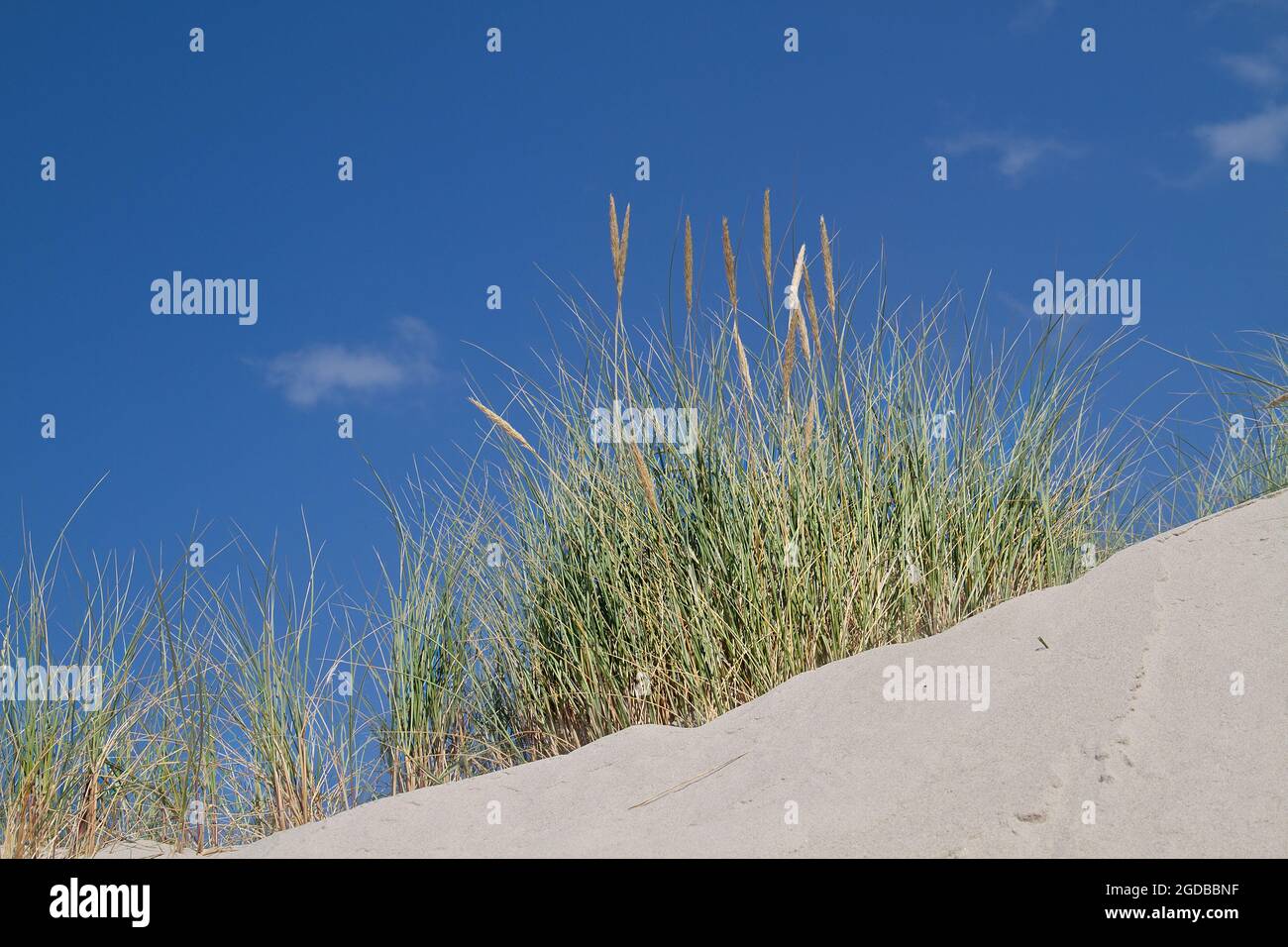 Marram grass on dune under blue sky seen from low point of view Stock Photo