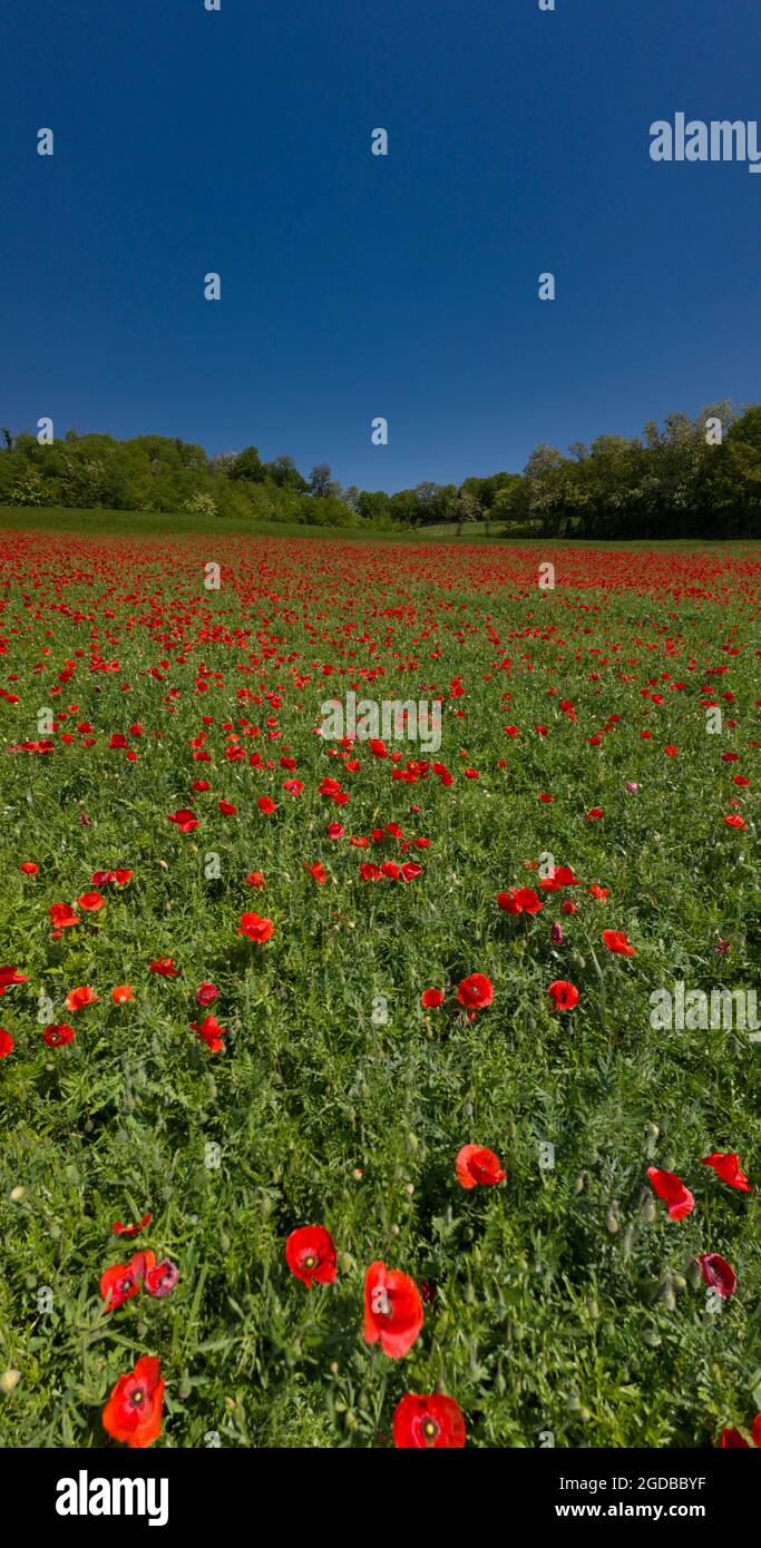 A panoramic view of  field with flowering poppies Stock Photo
