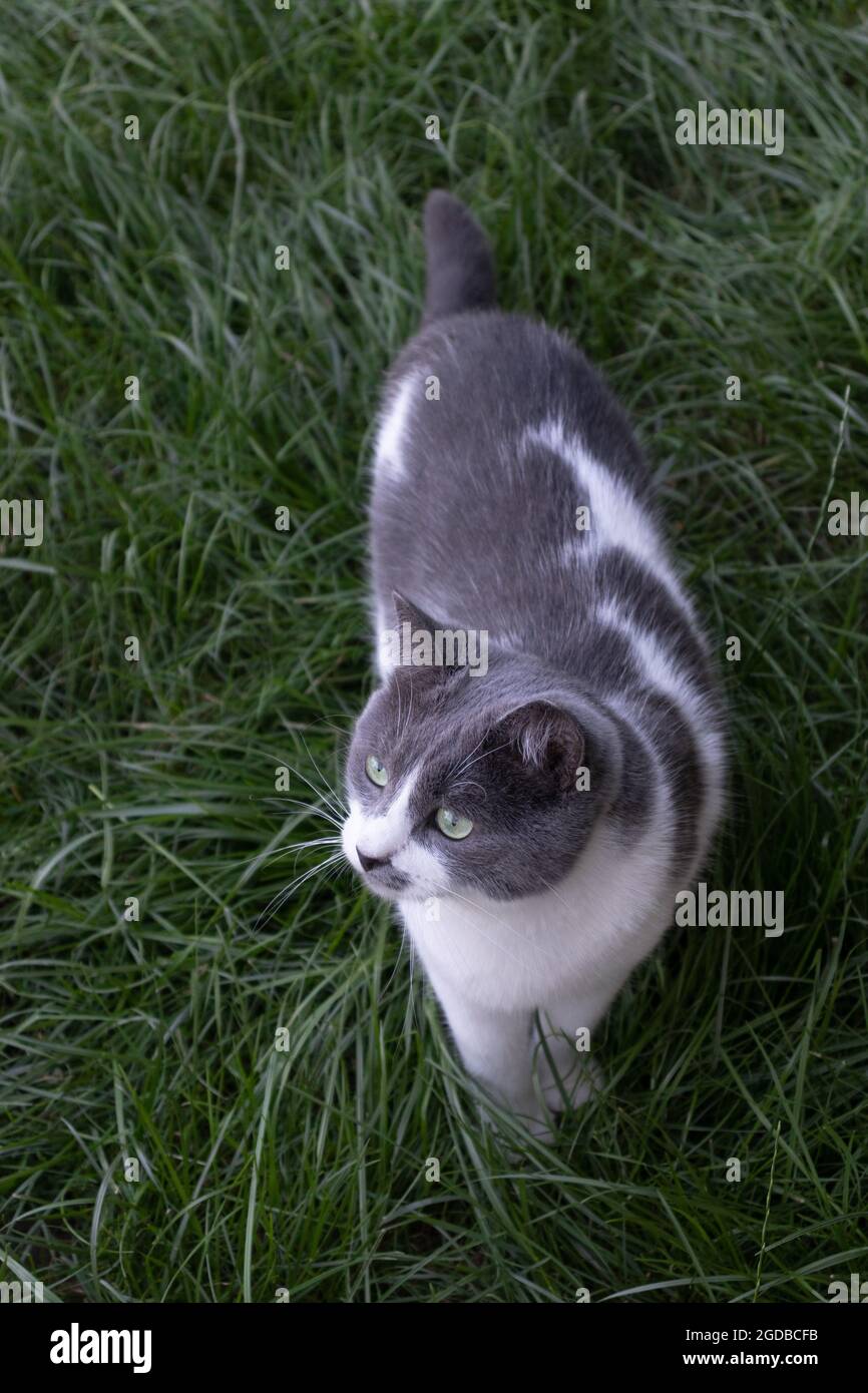Domestic cat walking on grass hi-res stock photography and images - Alamy