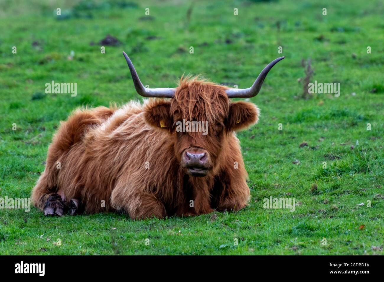 large aberdeen angus bull with horns, scottish cattle cow, scottish or
