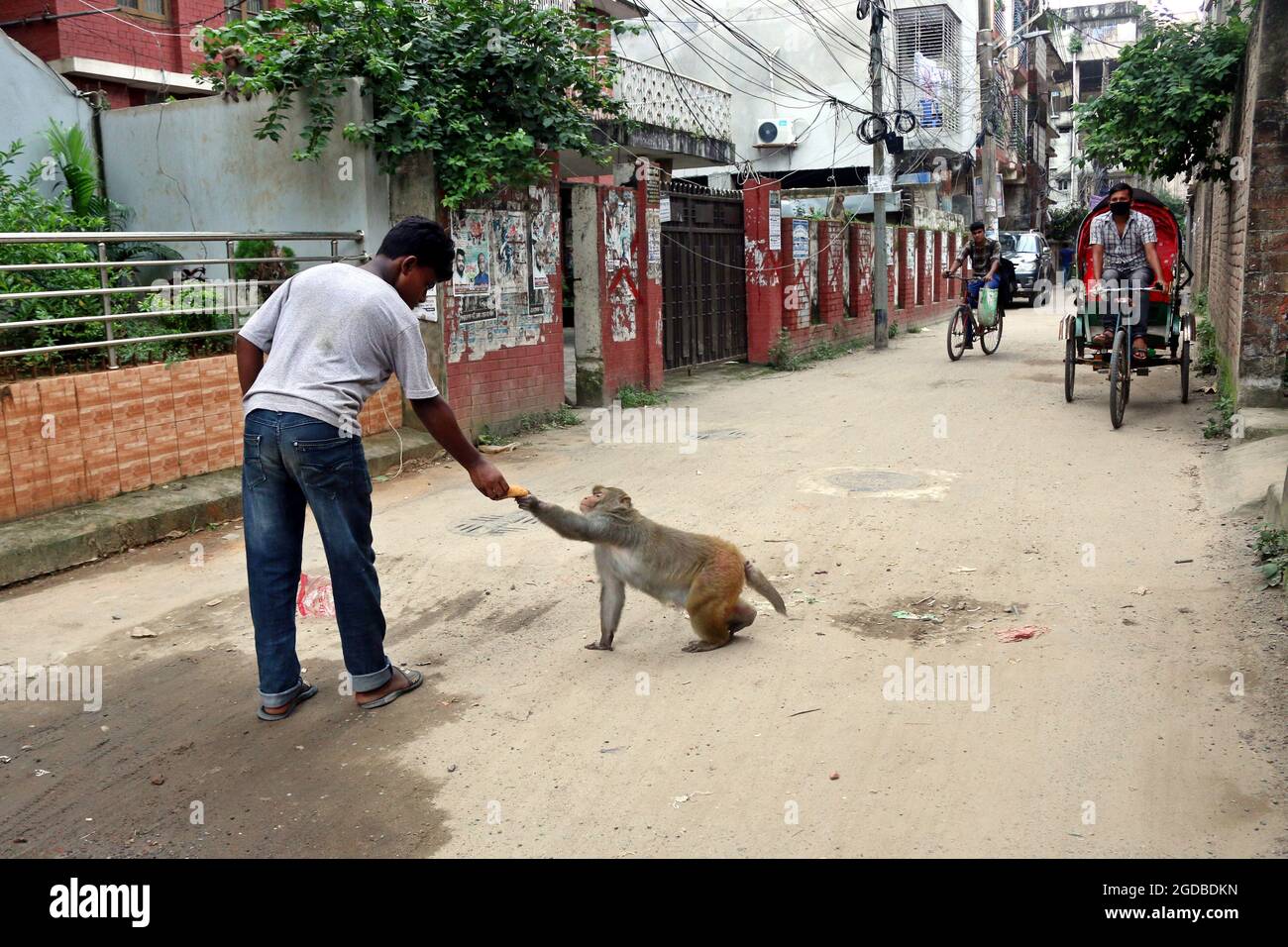 Dhaka, Bangladesh. 12th Aug, 2021. Dhaka, Bangladesh, August 12, 2021: A person feeds a Japanese macaques, on the streets of Gandaria amid Covid-19 pandemic. The Japanese macaque or red-faced macaque is a species of primate, that lives in forests and mountains, that have migrated to cities and live with humans in looking for food. Credit: Habibur Rahman/Eyepix Group/Alamy Live News Credit: Eyepix Group/Alamy Live News Stock Photo