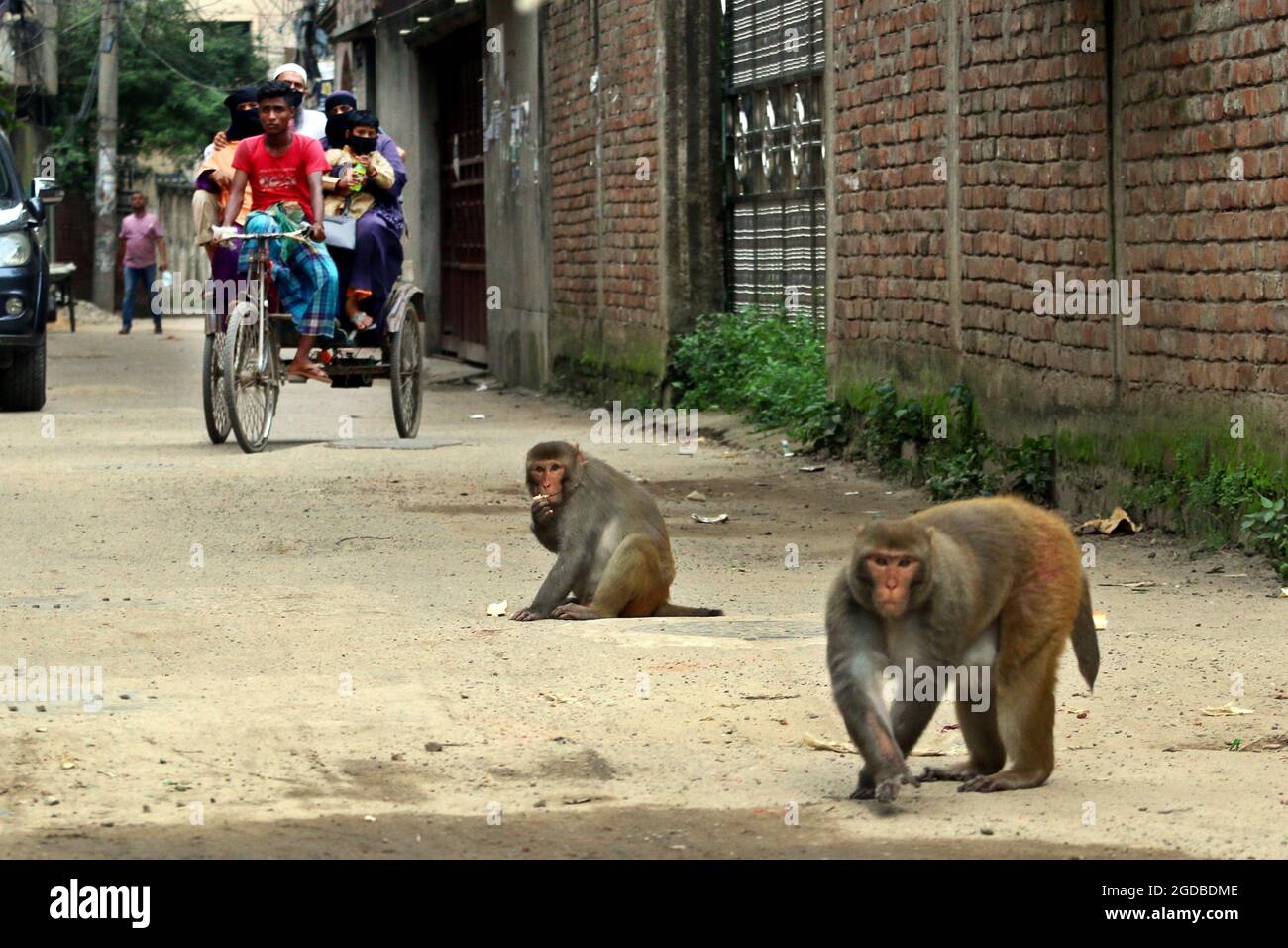 Dhaka, Bangladesh. 12th Aug, 2021. Dhaka, Bangladesh, August 12, 2021: Japanese macaques are seen on the fences of the houses of Gandaria neighborhood looking for tourist to receive food amid Covid-19 pandemic. The Japanese macaque or red-faced macaque is a species of primate, that lives in forests and mountains, that have migrated to cities and live with humans in looking for food. Credit: Habibur Rahman/Eyepix Group/Alamy Live News Credit: Eyepix Group/Alamy Live News Stock Photo
