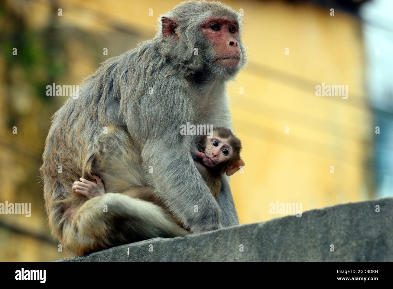 Dhaka, Bangladesh. 12th Aug, 2021. Dhaka, Bangladesh, August 12, 2021: Japanese macaques are seen on the fences of the houses of Gandaria neighborhood looking for tourist to receive food amid Covid-19 pandemic. The Japanese macaque or red-faced macaque is a species of primate, that lives in forests and mountains, that have migrated to cities and live with humans in looking for food. Credit: Habibur Rahman/Eyepix Group/Alamy Live News Credit: Eyepix Group/Alamy Live News Stock Photo