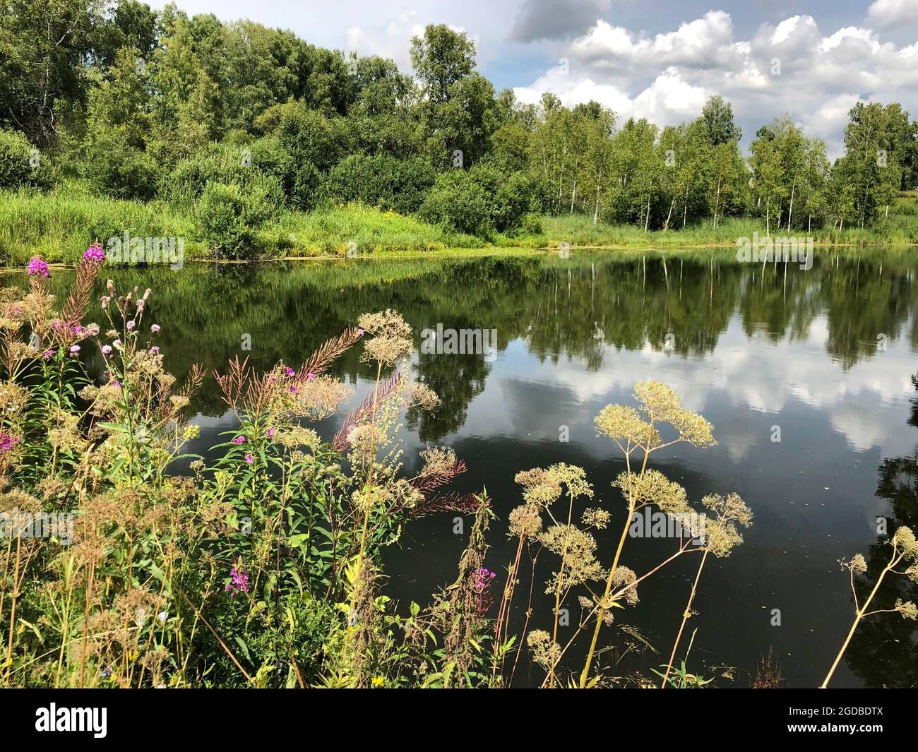 Different meadow flowers and herbs near the river in Siberia Russia