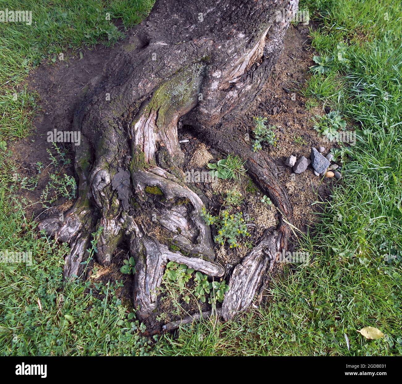 The roots of an old tree have pushed through the soil to grow and a small pile of stones have appeared mysteriously on the ground beside the roots. Glasgow. ©ALAN WYLIE/ALAMY Stock Photo