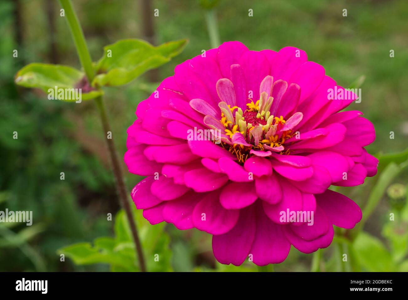 Zinnia Elegans Common Zinnia Close Up Of Deep Pink Flower In Summer Uk Stock Photo Alamy