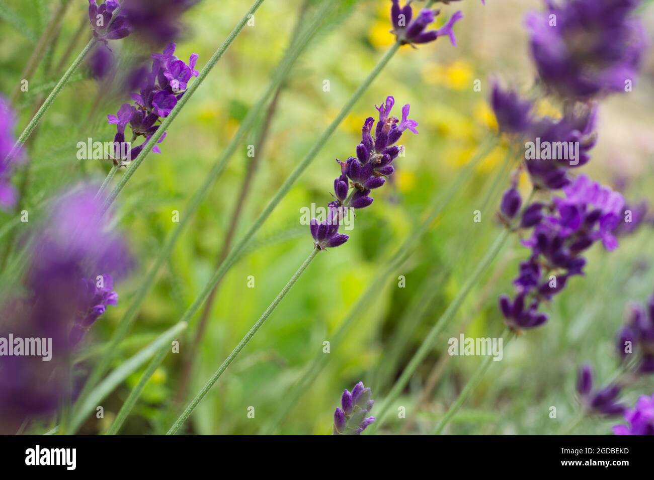 Lavandula augustifolia Hidcote, English lavender plants close up and with selective focus Stock Photo