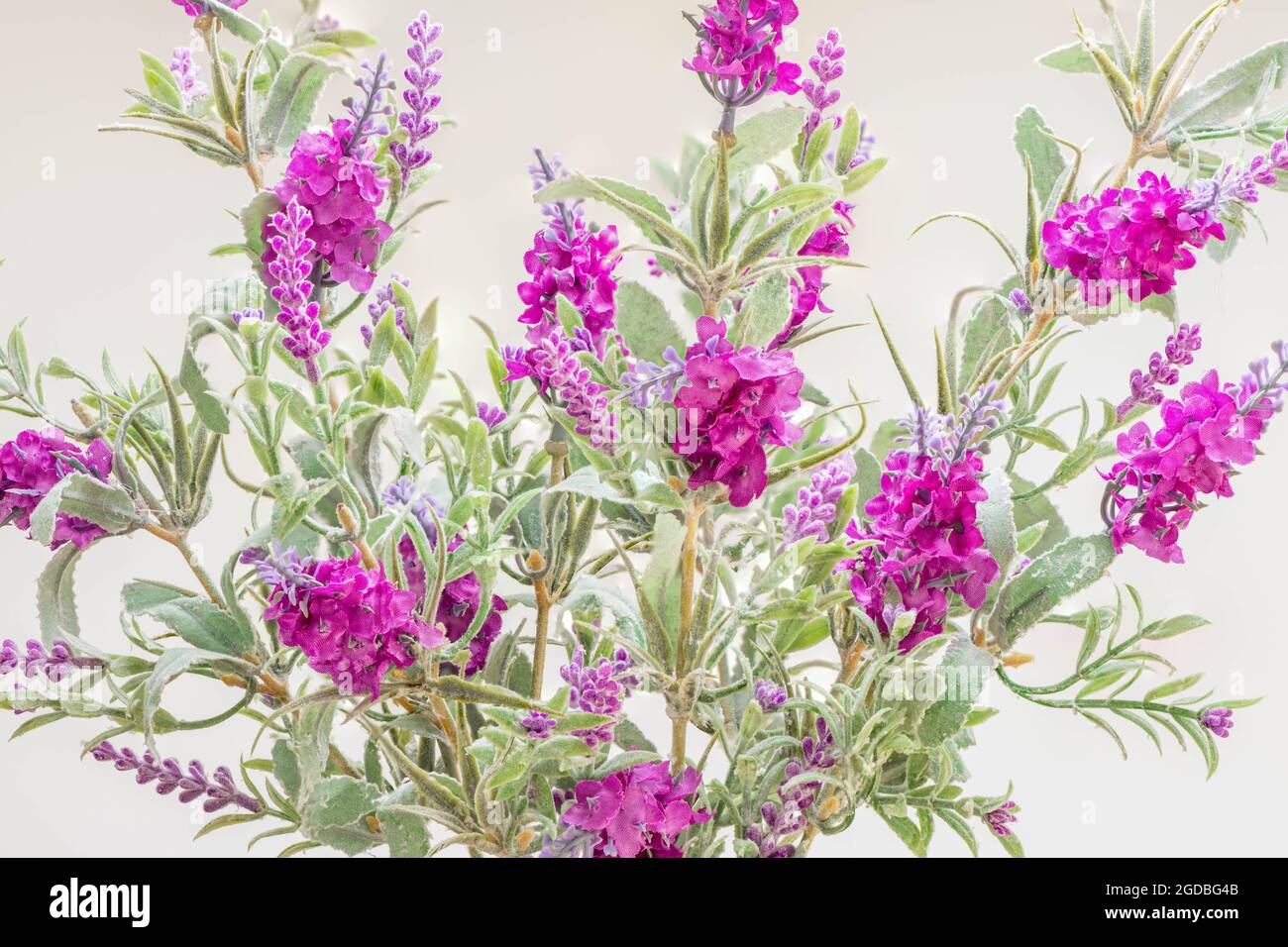 The Texas Ranger or Barometer Bush or sages bush with its distinctive lilac flower in this image made from cotton fabrics. Stock Photo