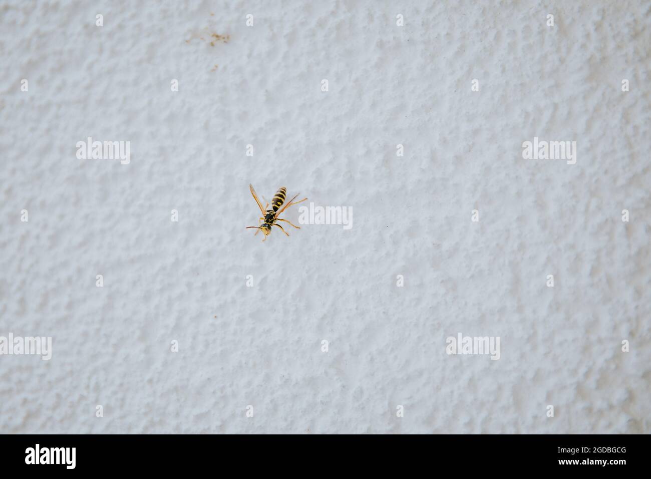 Closeup shot wall natural hi-res stock photography and images - Alamy