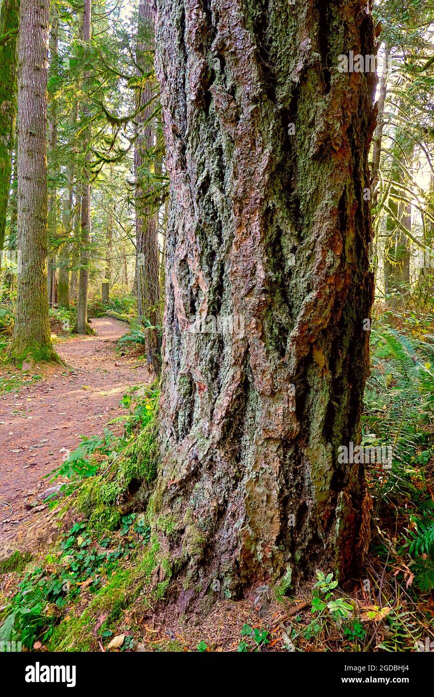 The rough bark of a Douglas Fir tree (Pseudotsuga menziesil) on a hiking trail, Maple Ridge, B. C., Canada. Stock Photo
