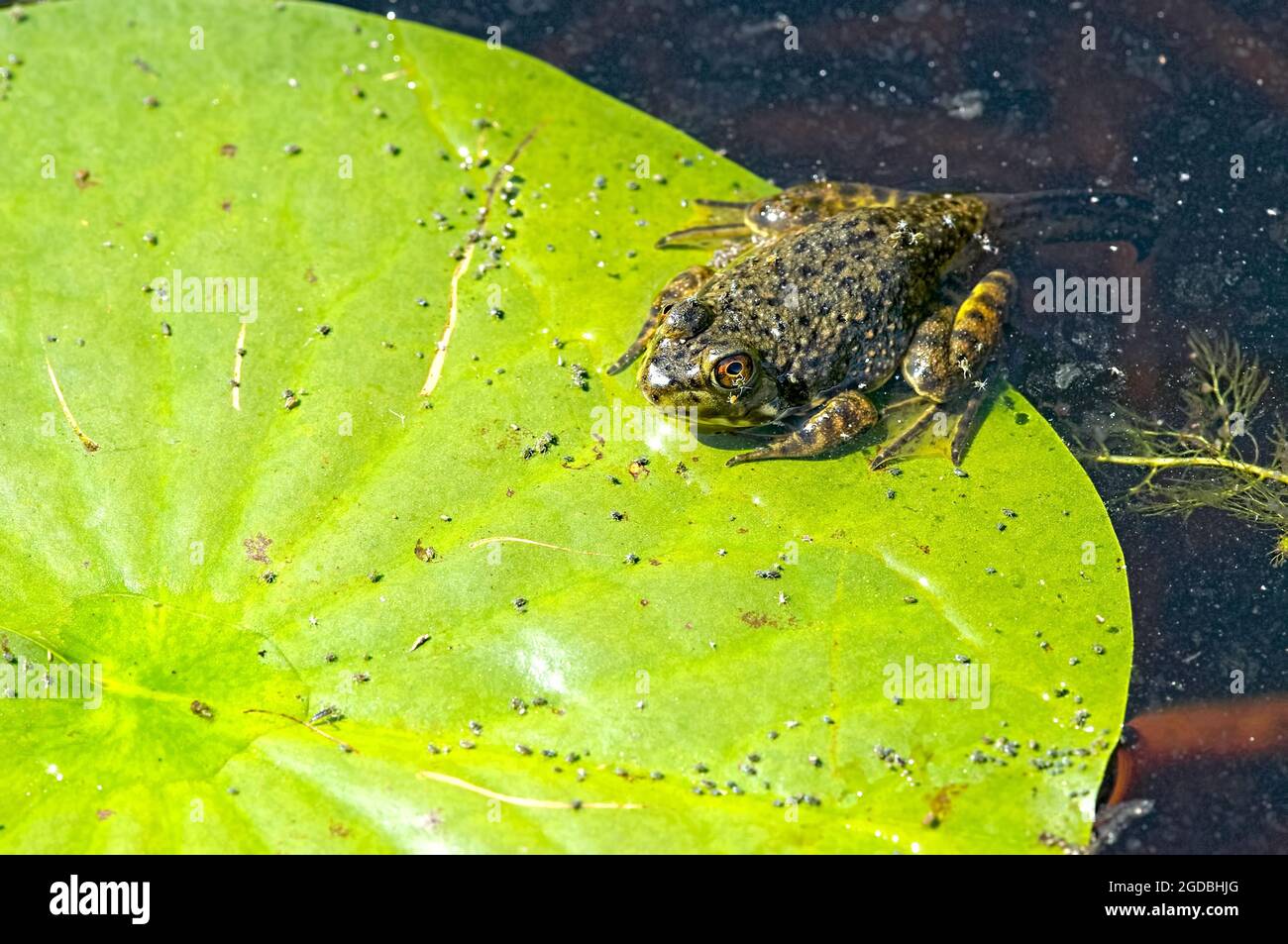 American bullfrog (Lithobates catesbeianus) with tail still attached resting on a lily pad covered with insects. Stock Photo