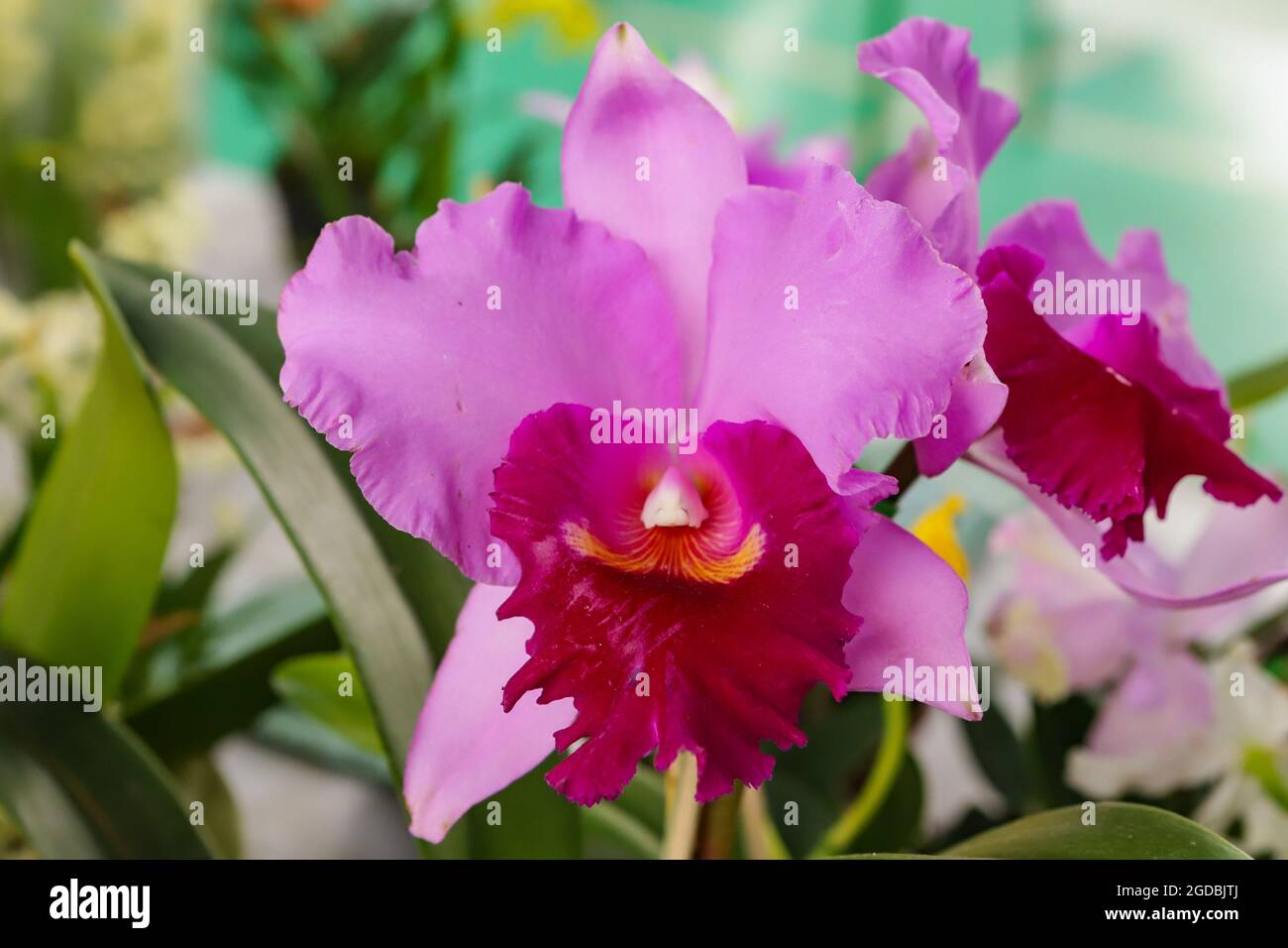 Crimson Cattleya orchid flower with center focus and rest of image blurred Stock Photo