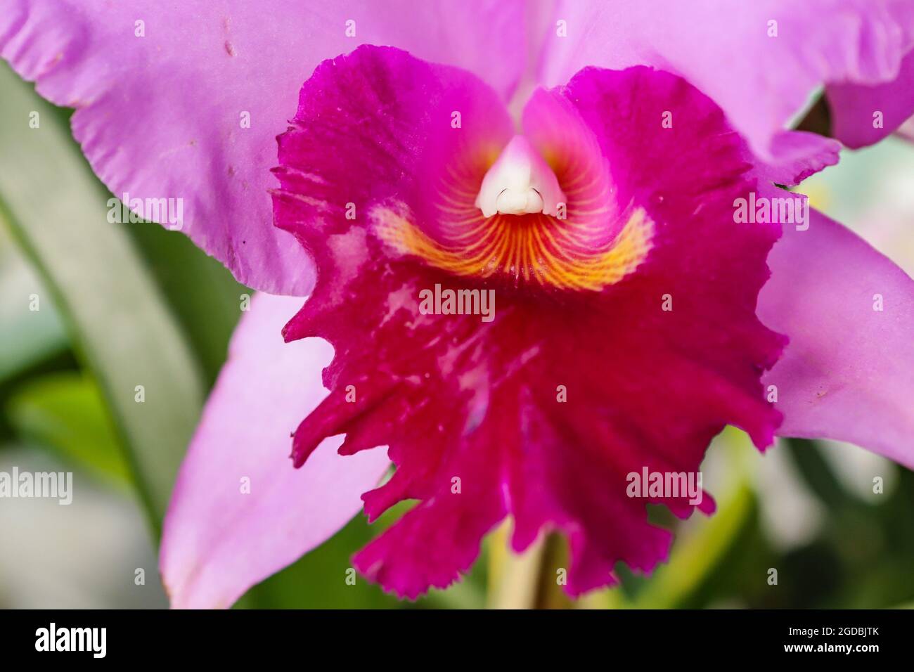 Crimson Cattleya orchid flower with center focus and rest of image blurred Stock Photo