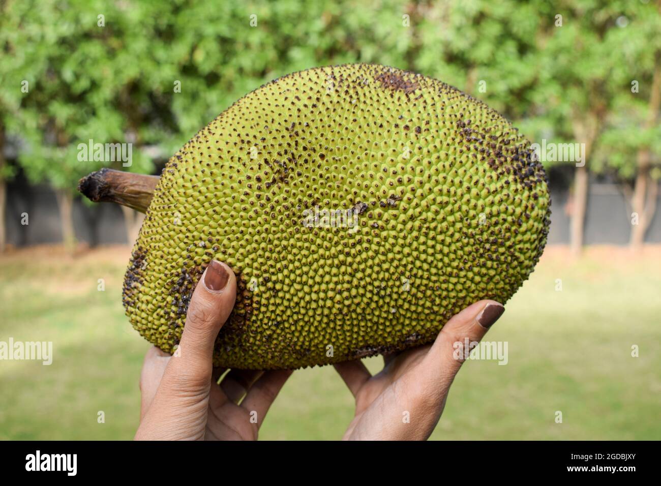 Female holding big Jackfruit Indian vegetable and fruit in hand. Green raw organic single jackfruit ready to be cooked to make tasty curry sabji. Most Stock Photo