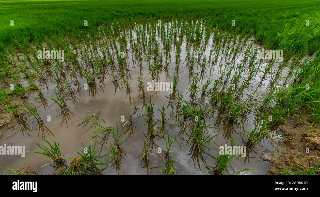 Flooded bald rice field with green growing plants Stock Photo