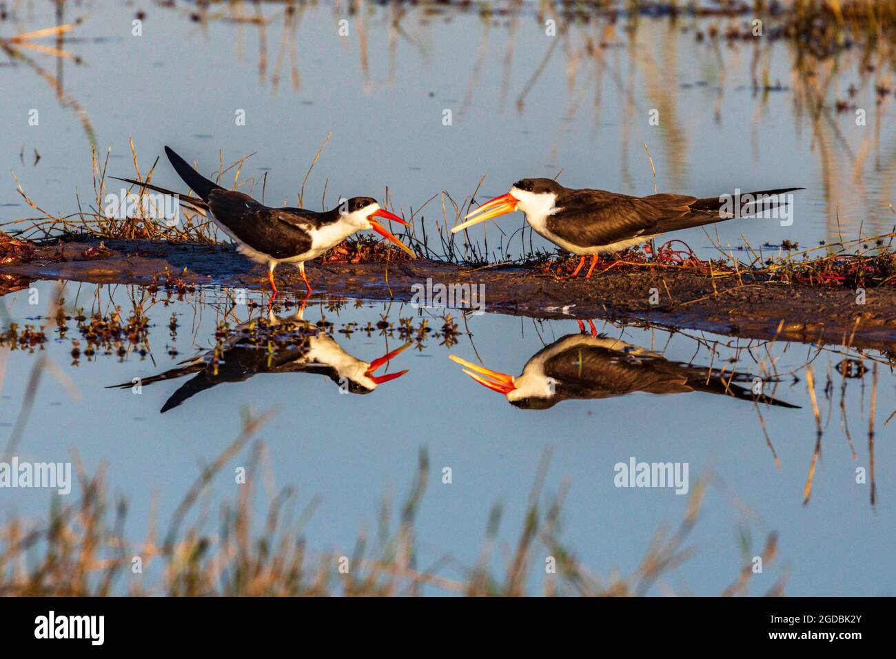 Reflection of two African skimmers along the Chobe River Stock Photo