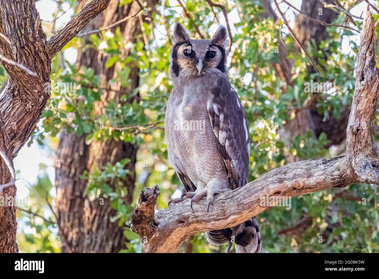 Verreaux's eagle owl with a watchful gaze Stock Photo