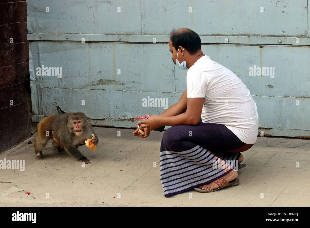 Dhaka, Bangladesh. 12th Aug, 2021. Japanese macaques are fed by a visitor, that walking on the streets of Gandaria amid Covid-19 pandemic. The Japanese macaque or red-faced macaque is a species of primate, that lives in forests and mountains, that have migrated to cities and live with humans in looking for food. on August 12, 2021 in Dhaka, Bangladesh. Photo by Habibur Rahman/Eyepix/ABACAPRESS.COM Credit: Abaca Press/Alamy Live News Stock Photo