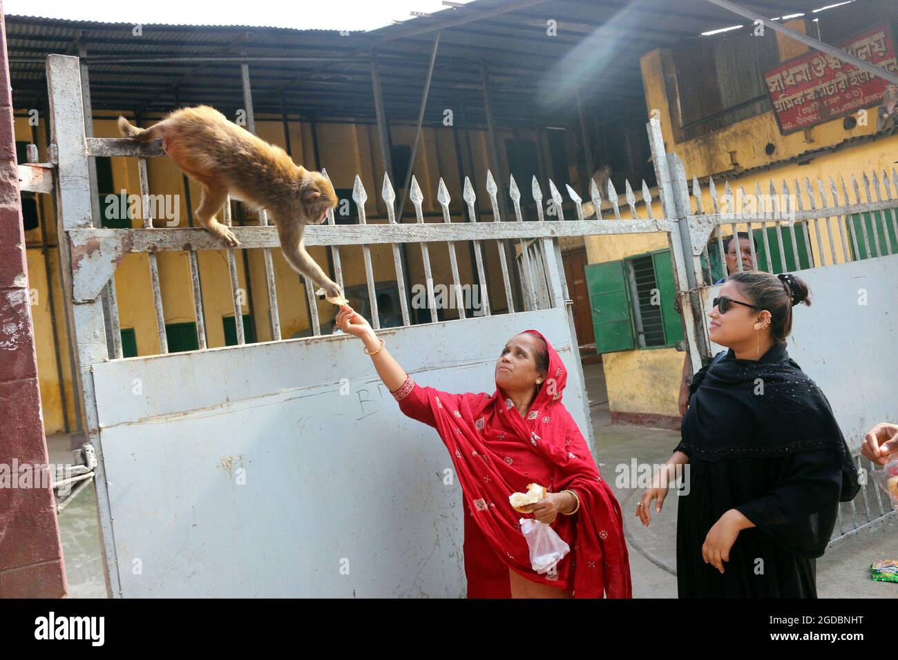 Dhaka, Bangladesh. 12th Aug, 2021. Japanese macaques are fed by a visitor, that walking on the streets of Gandaria amid Covid-19 pandemic. The Japanese macaque or red-faced macaque is a species of primate, that lives in forests and mountains, that have migrated to cities and live with humans in looking for food. on August 12, 2021 in Dhaka, Bangladesh. Photo by Habibur Rahman/Eyepix/ABACAPRESS.COM Credit: Abaca Press/Alamy Live News Stock Photo