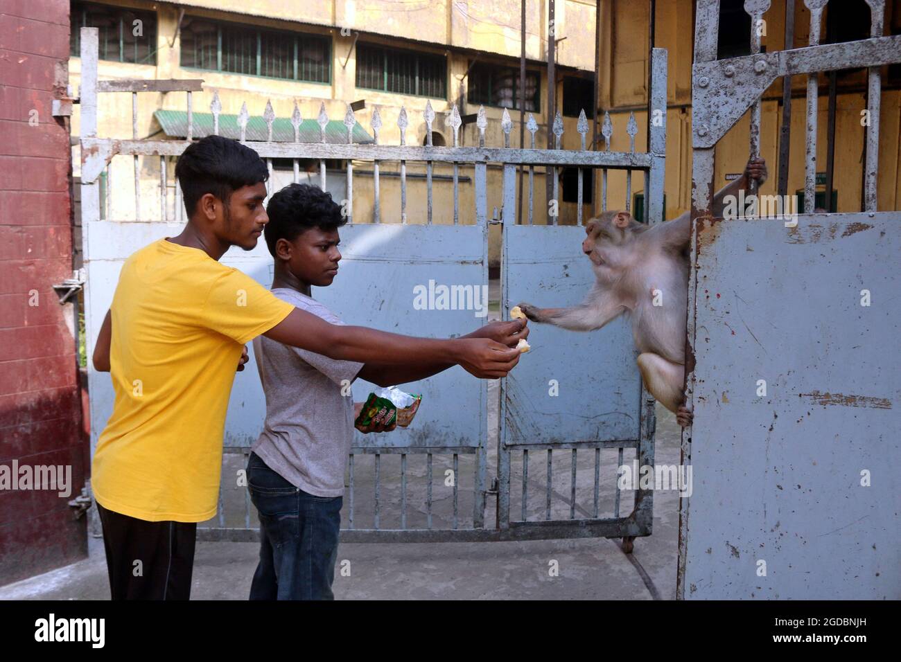 Dhaka, Bangladesh. 12th Aug, 2021. Japanese macaques are fed by a visitor, that walking on the streets of Gandaria amid Covid-19 pandemic. The Japanese macaque or red-faced macaque is a species of primate, that lives in forests and mountains, that have migrated to cities and live with humans in looking for food. on August 12, 2021 in Dhaka, Bangladesh. Photo by Habibur Rahman/Eyepix/ABACAPRESS.COM Credit: Abaca Press/Alamy Live News Stock Photo