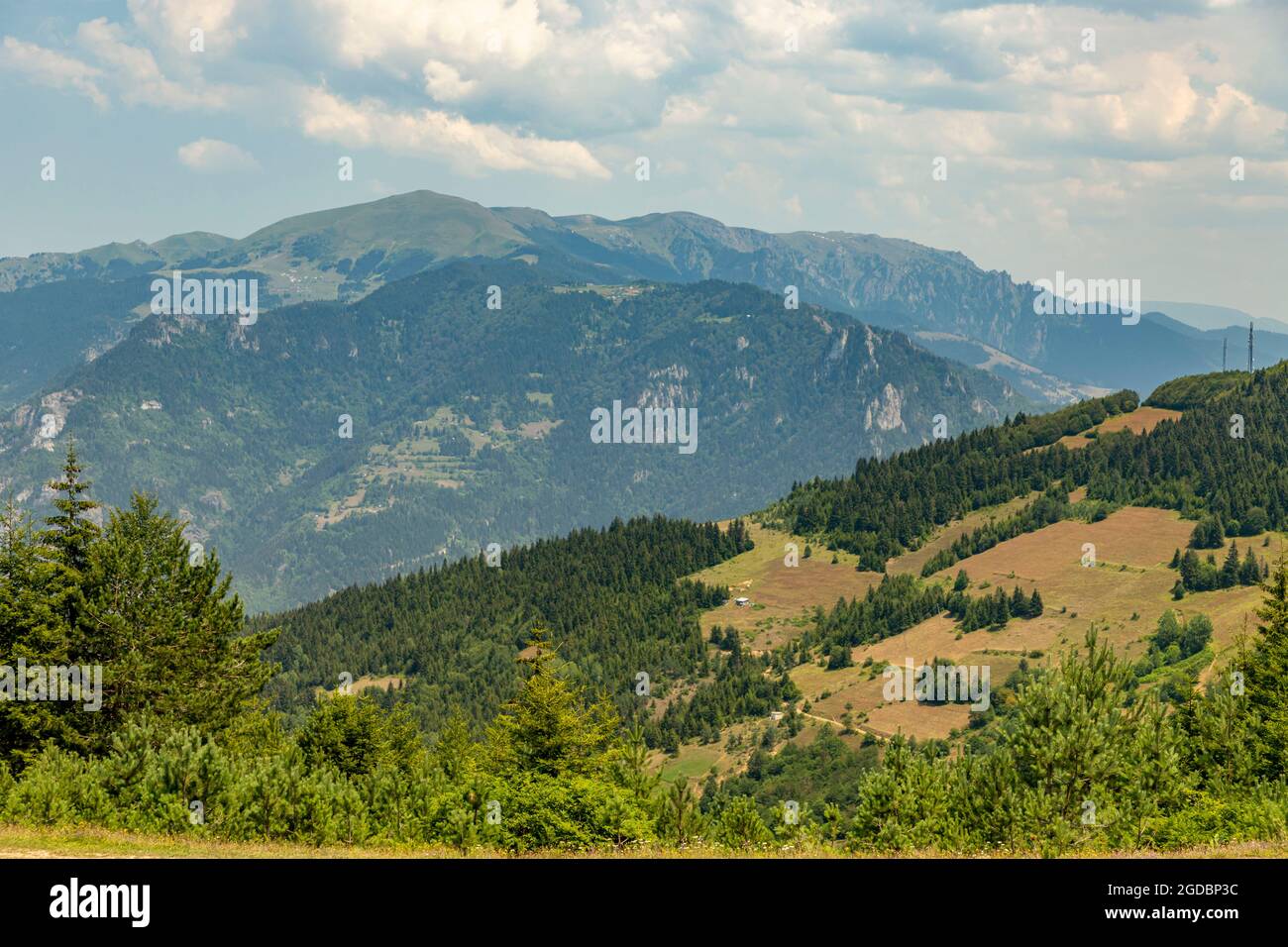 Animals graze in the wonderful highlands of the Black Sea with its green nature, Gumushane, Turkey Stock Photo