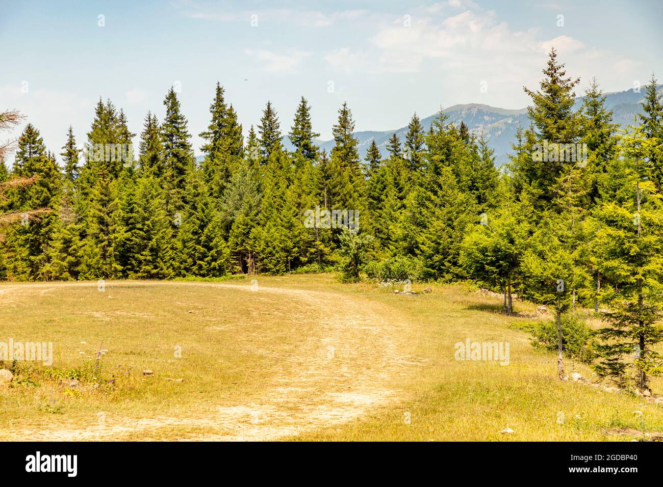 Animals graze in the wonderful highlands of the Black Sea with its green nature, Gumushane, Turkey Stock Photo