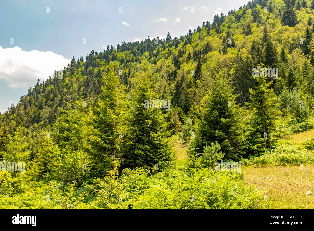 Animals graze in the wonderful highlands of the Black Sea with its green nature, Gumushane, Turkey Stock Photo