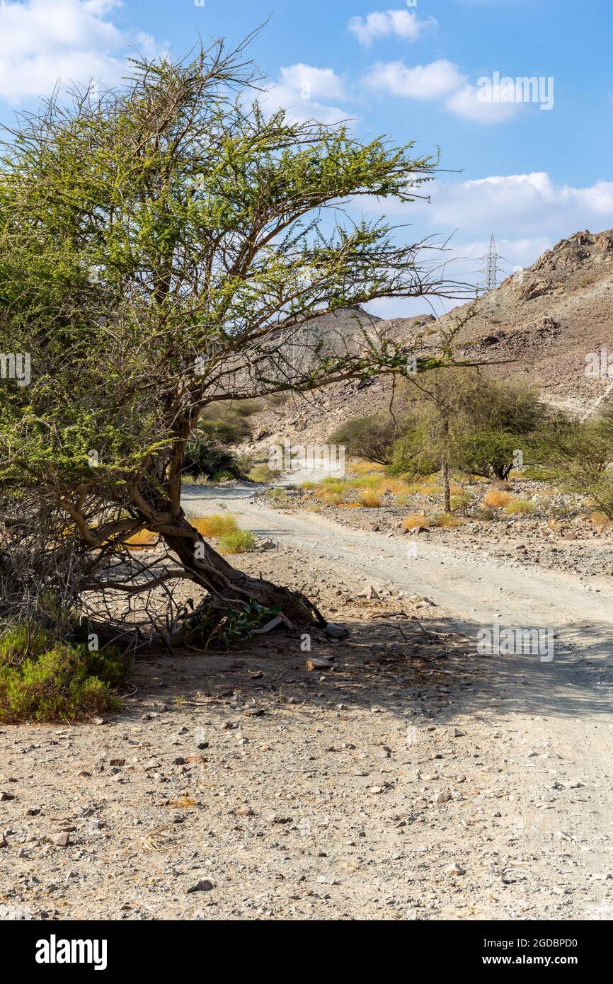 Leaned Acacia tree by the Copper Hike trail, winding gravel dirt road through Wadi Ghargur riverbed and rocky limestone Hajar Mountains in Hatta, UAE. Stock Photo