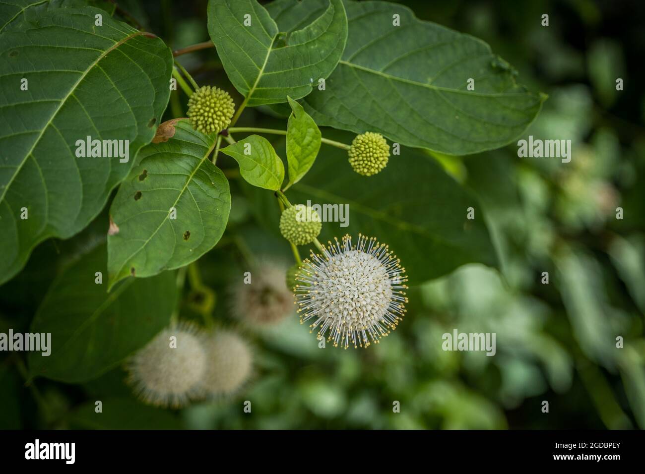 A single full bloom on a buttonbush plant a ball shape white flower with yellow tips that