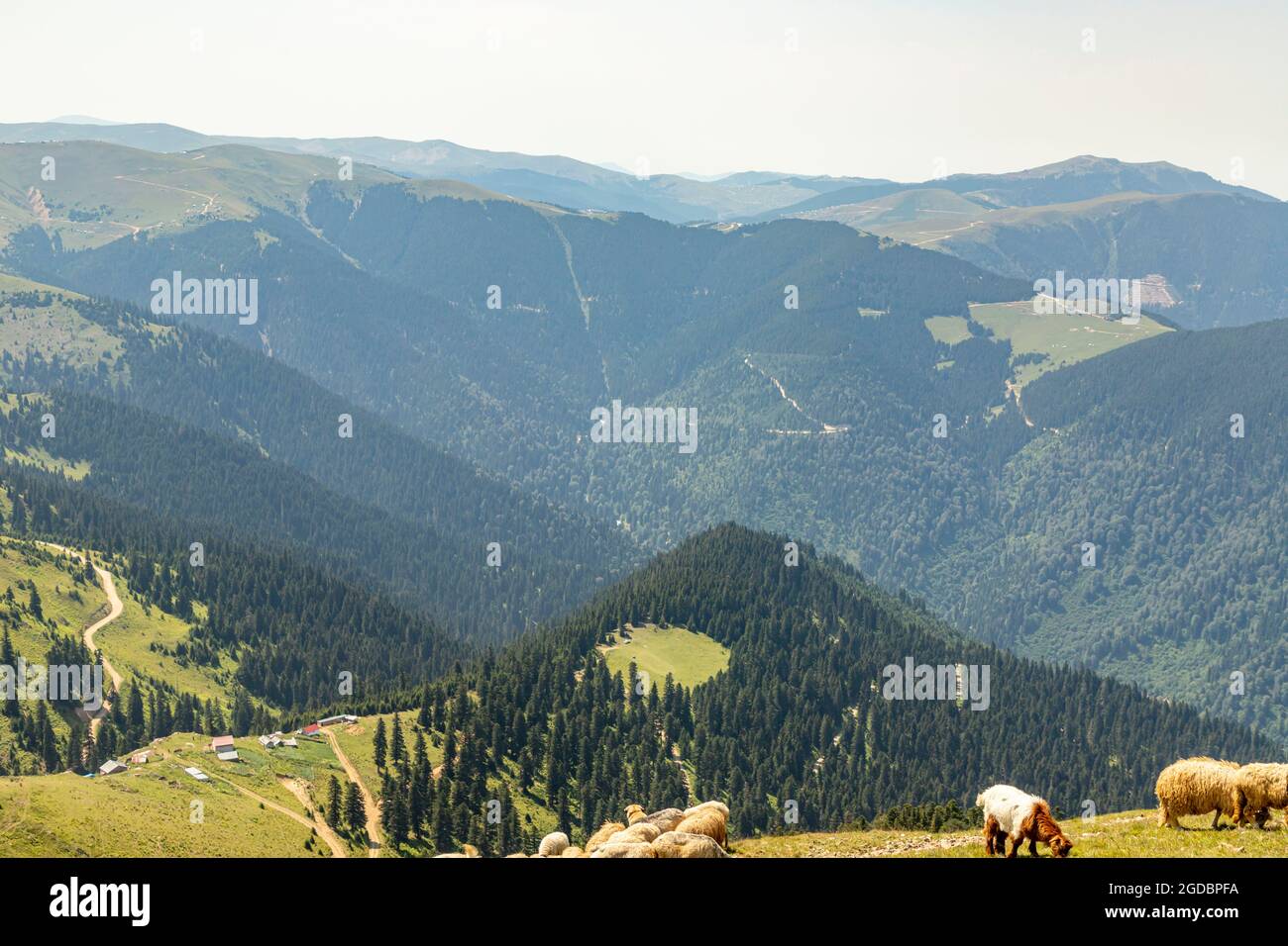 Animals graze in the wonderful highlands of the Black Sea with its green nature, Gumushane, Turkey Stock Photo