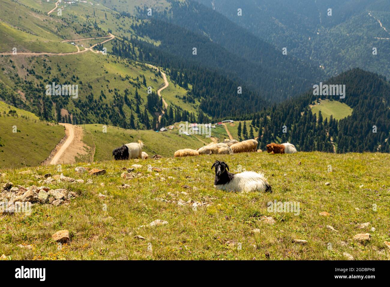 Animals graze in the wonderful highlands of the Black Sea with its green nature, Gumushane, Turkey Stock Photo