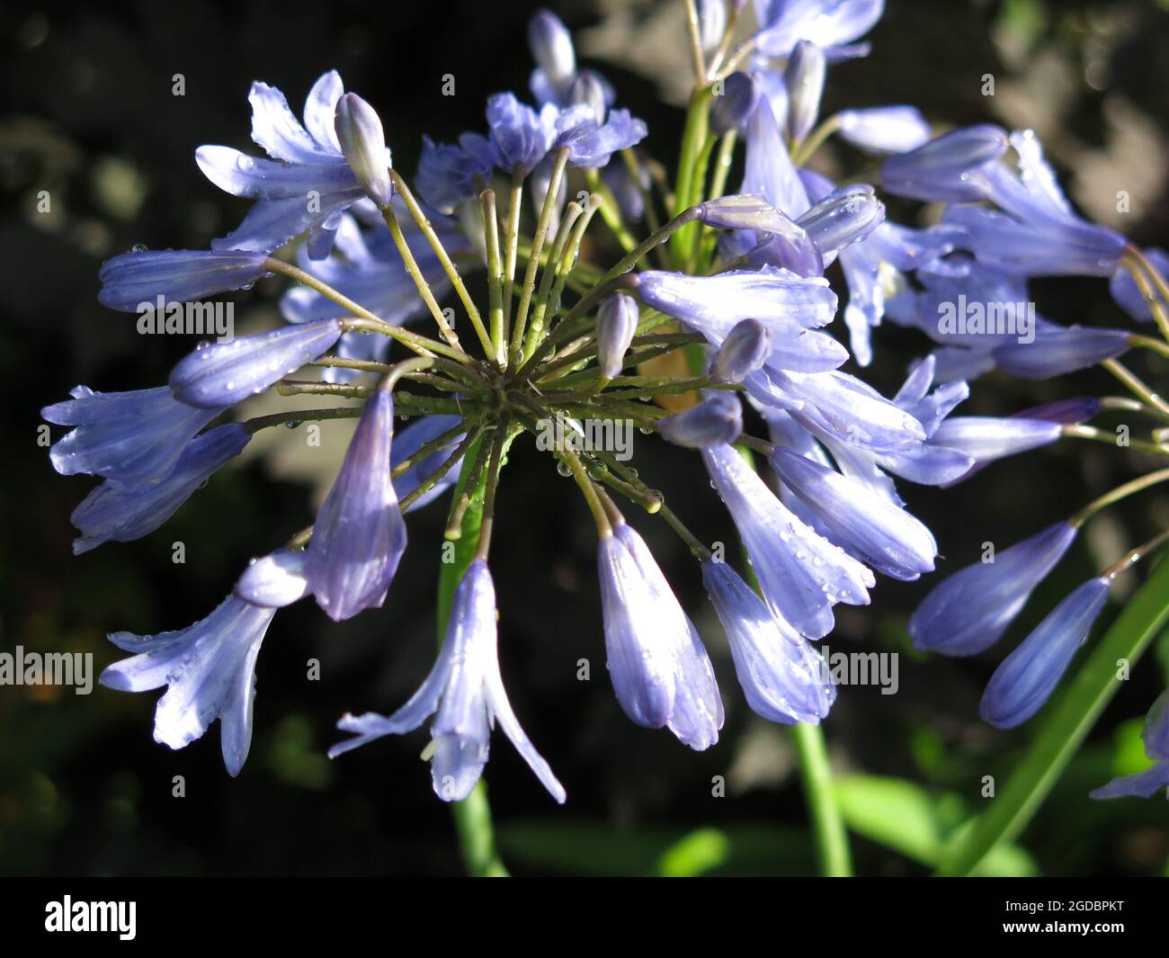 Close-up of the pale blue flowers on a head of agapanthus in full bloom, also known as Lily of the Nile or African Lily. Stock Photo