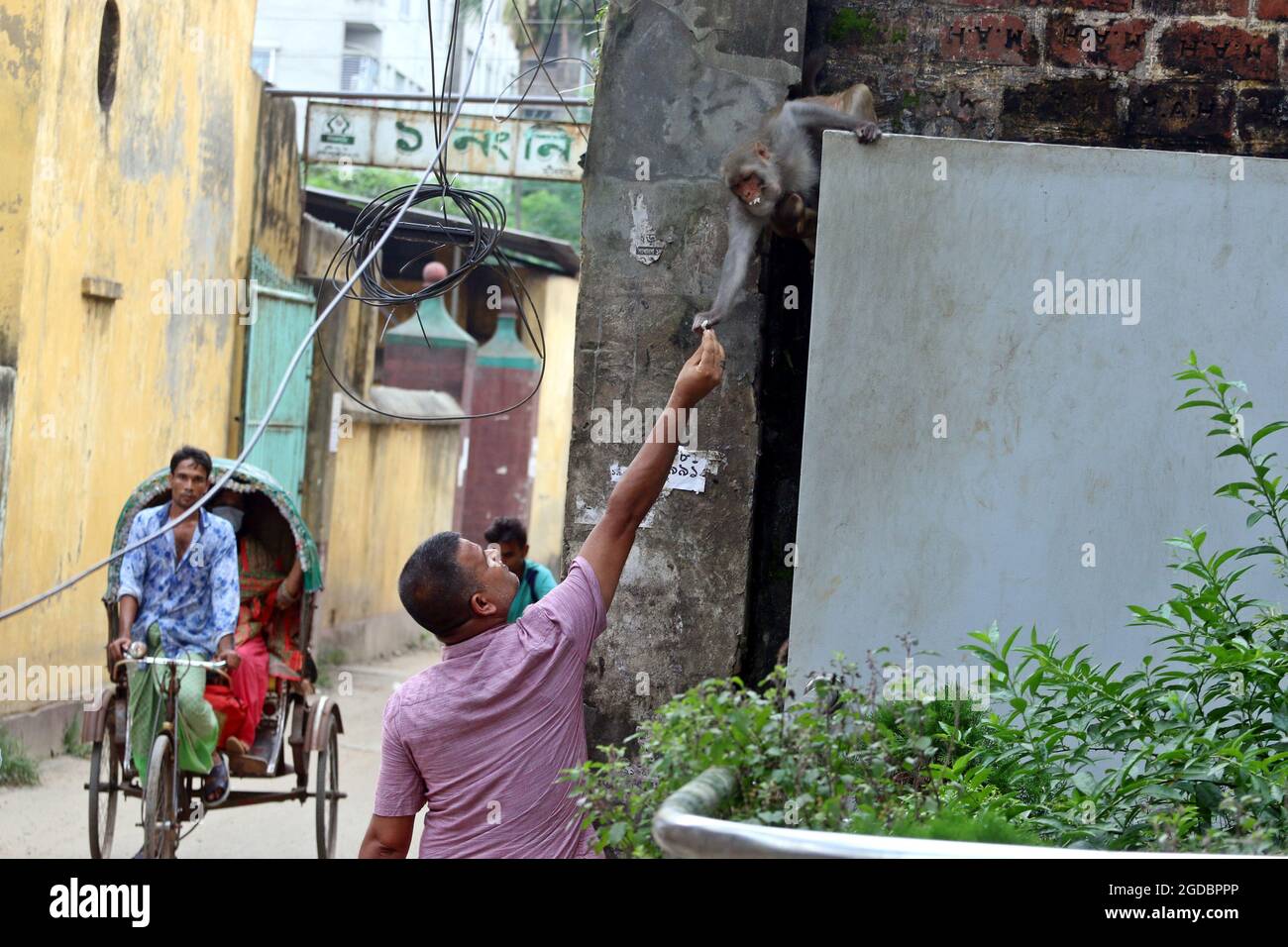 Dhaka, Bangladesh. 12th Aug, 2021. DHAKA, BANGLADESH - AUGUST 12: Japanese macaques are fed by a visitor, that walking on the streets of Gandaria amid Covid-19 pandemic. The Japanese macaque or red-faced macaque is a species of primate, that lives in forests and mountains, that have migrated to cities and live with humans in looking for food. on August 12, 2021 in Dhaka, Bangladesh. (Photo by Eyepix/Sipa USA) Credit: Sipa USA/Alamy Live News Stock Photo