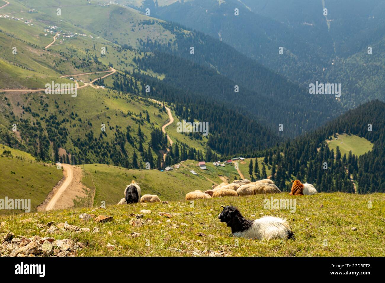 Animals graze in the wonderful highlands of the Black Sea with its green nature, Gumushane, Turkey Stock Photo